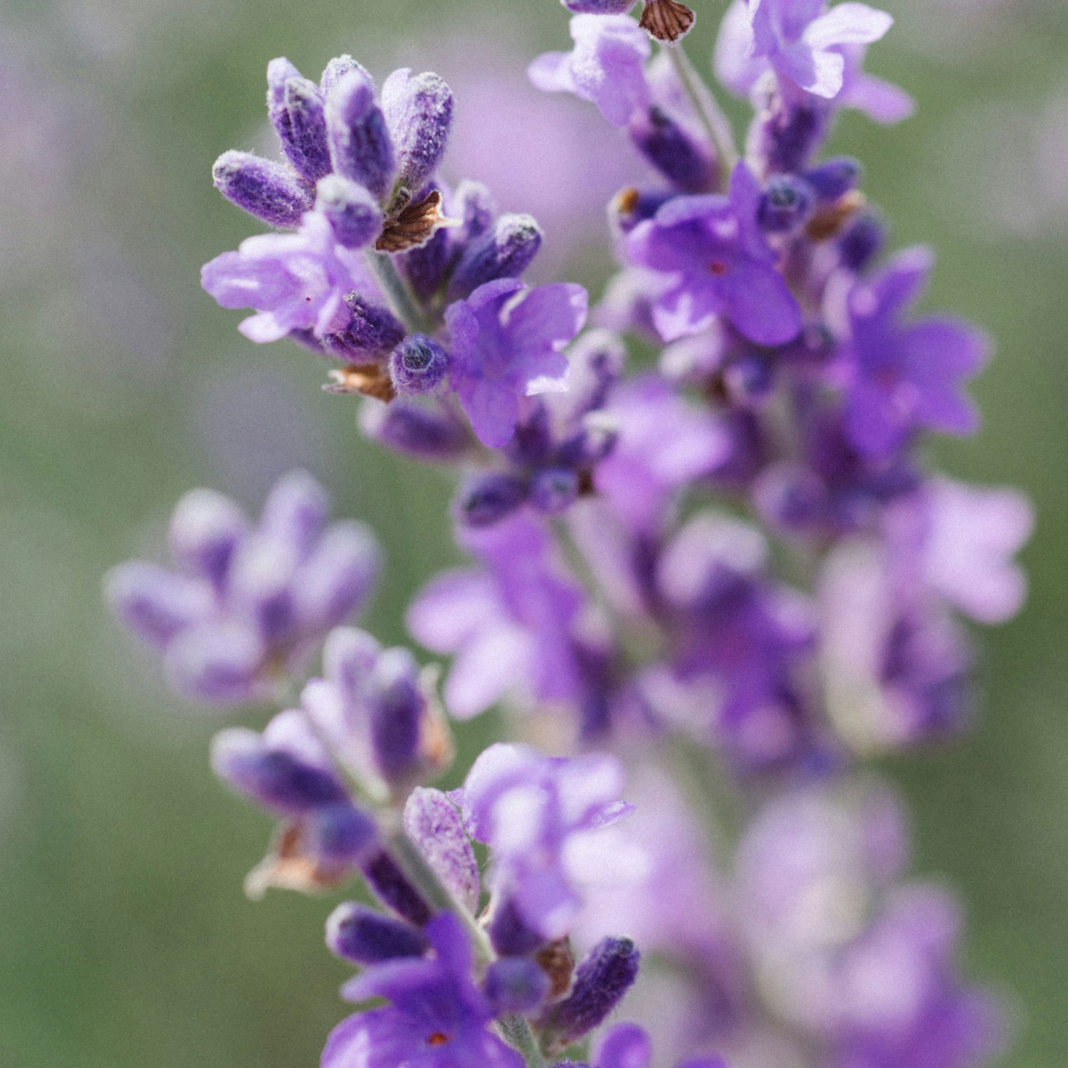 Lavendel Geurstokjes, Bloemig en Relaxed. 100ml.