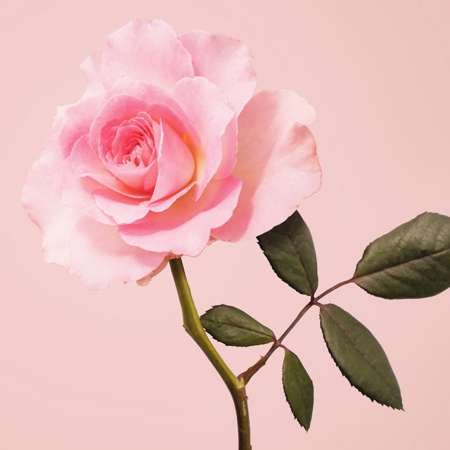 SOAP N SCENT Rose, Handgemaakte Natuurlijke Vegan Zeep. 100gr.
