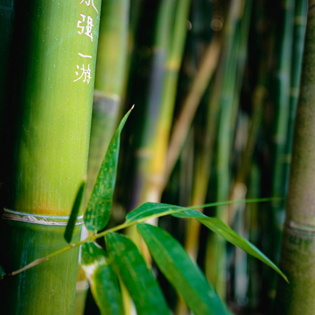 Aroma Diffuser, Bamboo, 150ml.